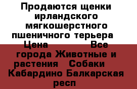 Продаются щенки ирландского мягкошерстного пшеничного терьера › Цена ­ 30 000 - Все города Животные и растения » Собаки   . Кабардино-Балкарская респ.